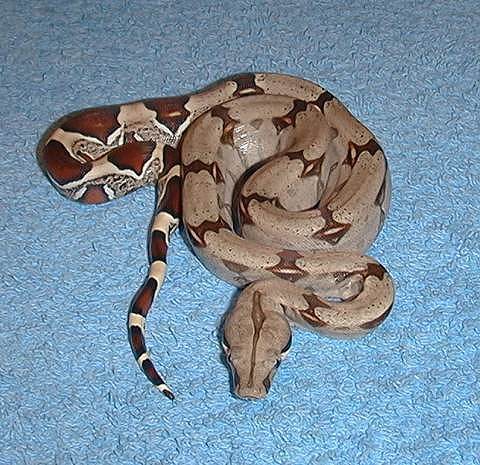  Boa Constrictor Constrictor Trinidad ID = 