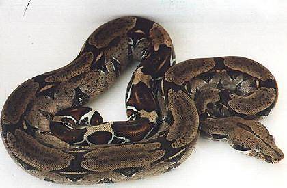  Boa Constrictor Constrictor Trinidad ID = 