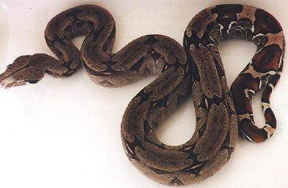  Boa Constrictor Constrictor Trinidad ID = 