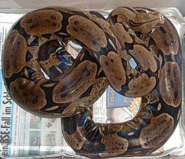  Boa Constrictor Constrictor Trinidad ID = 