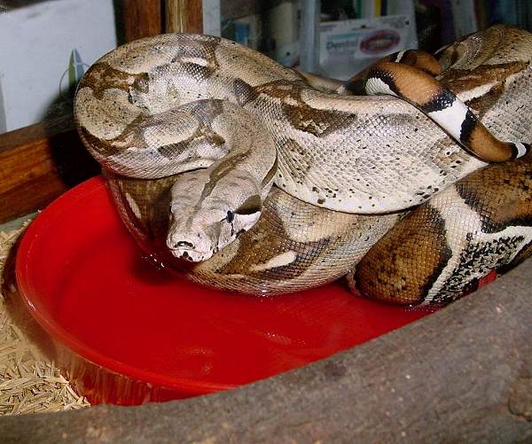  Boa Constrictor Constrictor Venezuela ID = 