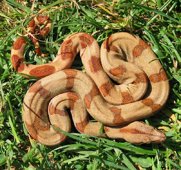  Boa Constrictor Sabogae ID = 