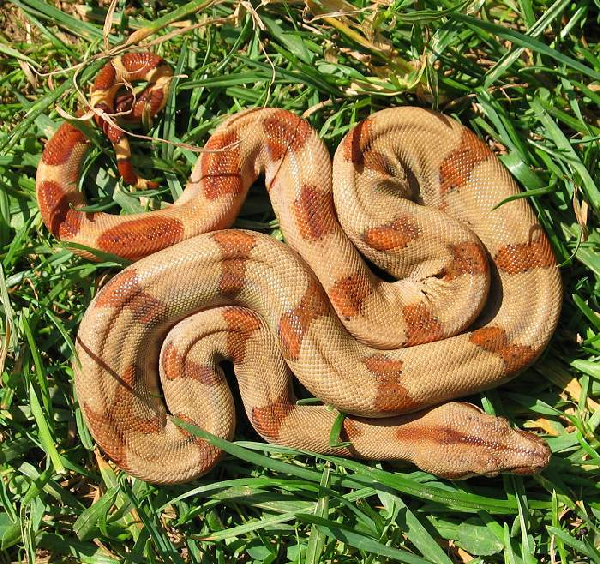  Boa Constrictor Sabogae ID = 