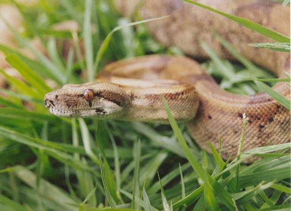  Boa Constrictor Sabogae ID = 