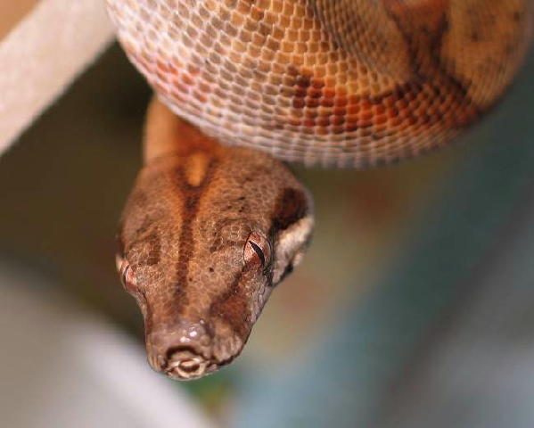  Boa Constrictor Sabogae ID = 