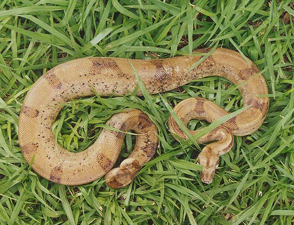  Boa Constrictor Sabogae ID = 