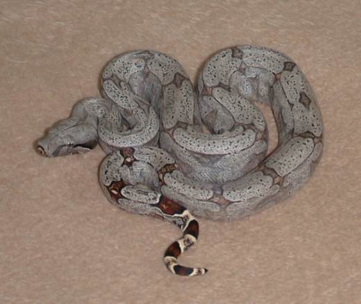  Boa Constrictor Amarali Brasilien ID = 