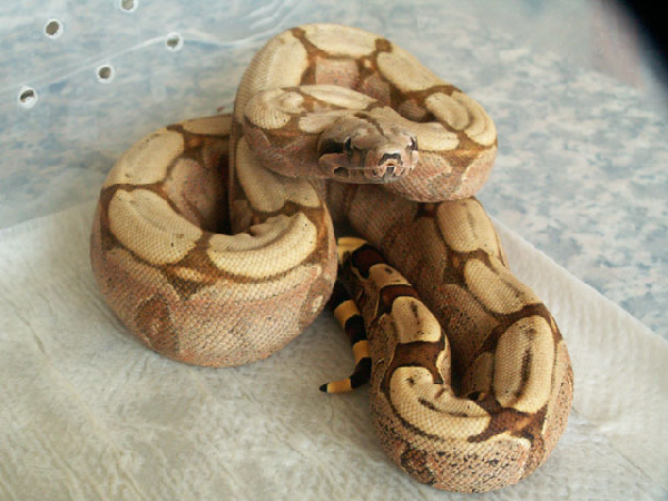  Boa constrictor amarali ID = 