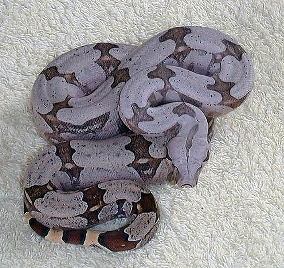  Boa Constrictor Amarali ID = 