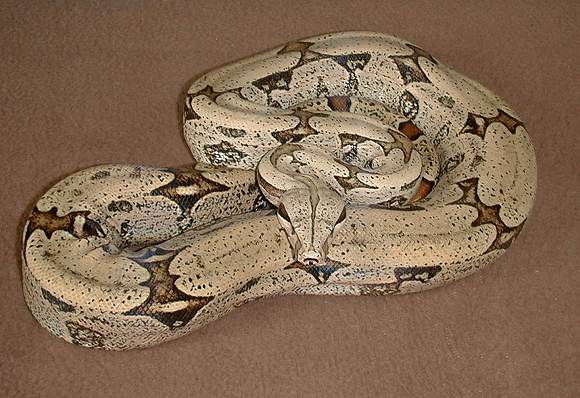  Boa Constrictor Amarali Bolivien ID = 