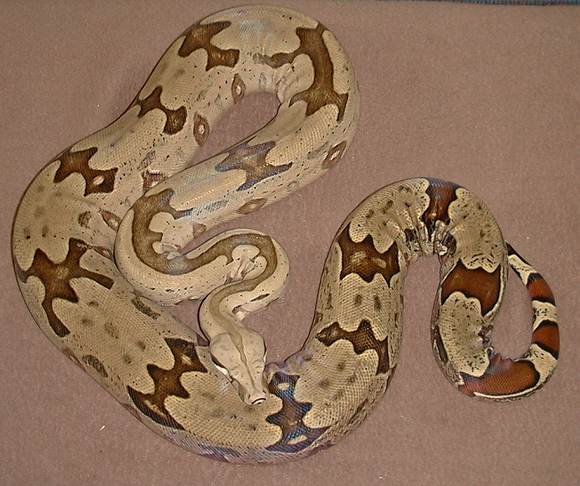  Boa Constrictor Amarali Bolivien ID = 