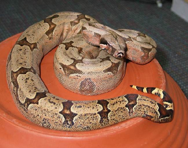  Boa Constrictor Amarali Bolivien ID = 