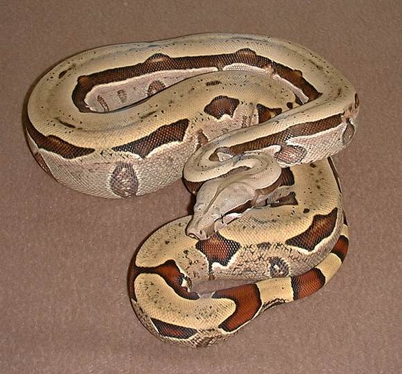  Boa Constrictor Amarali Bolivien ID = 