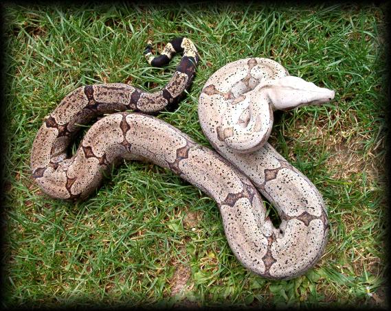  Boa constrictor amarali ID = 