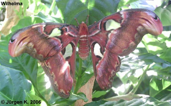  Schmetterling ID = 