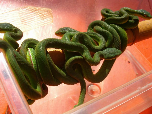  Trimeresurus albolabris ID = 