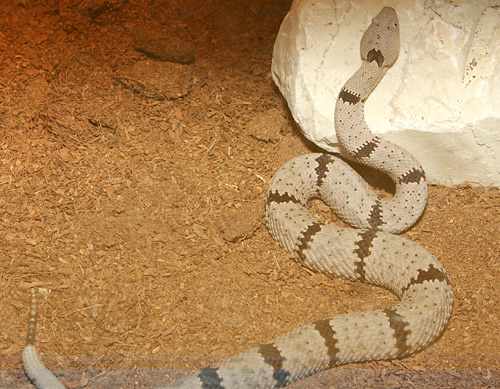  Crotalus lepidus klauberi ID = 