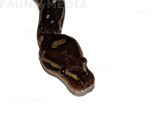  Python anchietae ID = 