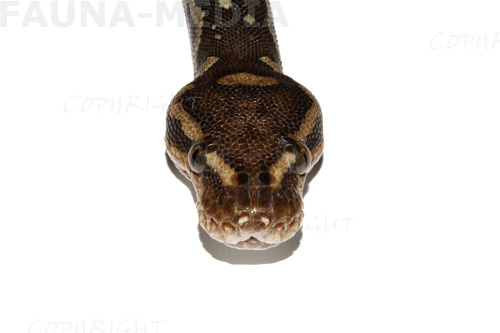  Python anchietae ID = 