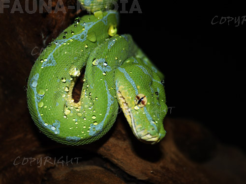  Morelia Viridis Sorong ID = 