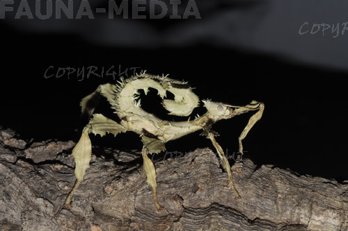  Extatosoma tiaratum ID = 