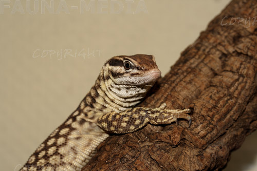  Varanus acanthurus ID = 