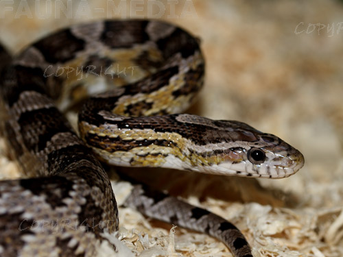  Pantherophis guttatus ID = 