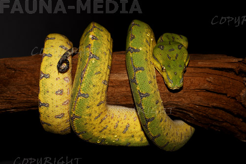  Morelia Viridis Sorong Jungtier ID = 