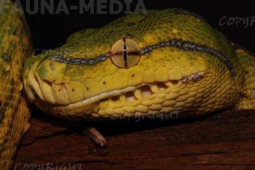  Morelia Viridis Sorong Jungtier ID = 