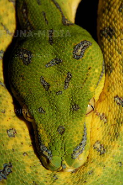  Morelia Viridis Sorong ID = 