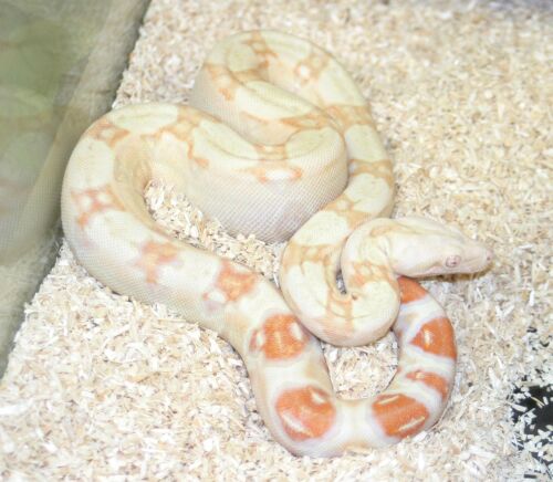  Boa constrictor  Albino ID = 