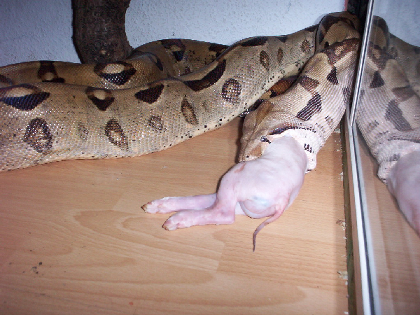  Constrictor frisst Ferkel ID = 