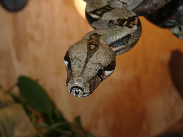  Boa Constrictor ID = 