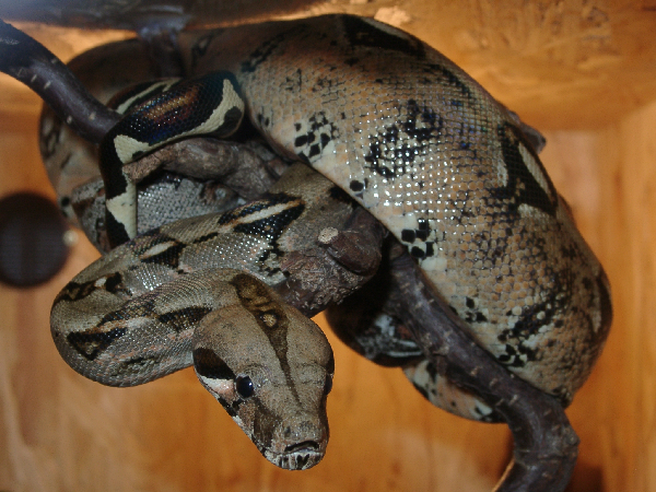  Boa Constrictor ID = 