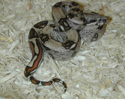  Stripey Tailed Columbian Boa ID = 