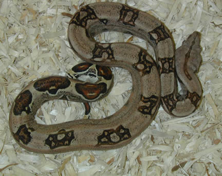  Hi Pink/Spot Saddled Columbian Boa ID = 