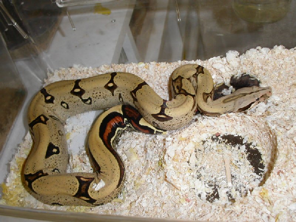  Boa constrictor constrictor Peru ID = 