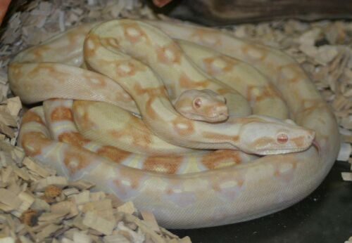  Boa constrictor Albino ID = 