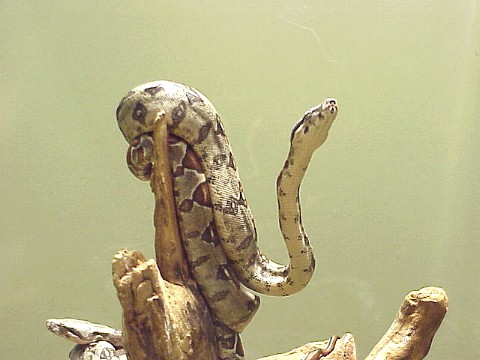  Boa constrictor ID = 