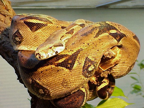  Boa constrictor ID = 