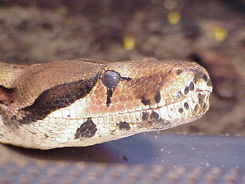  Boa constrictor ID = 