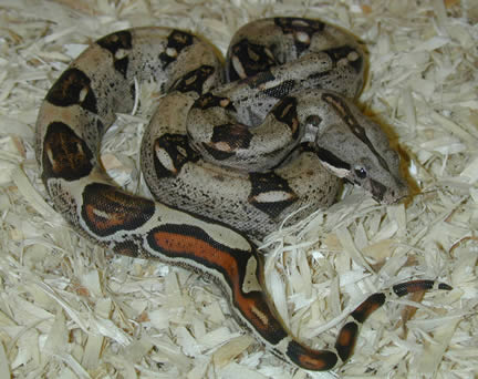  Stripey Tailed Columbian Boa ID = 