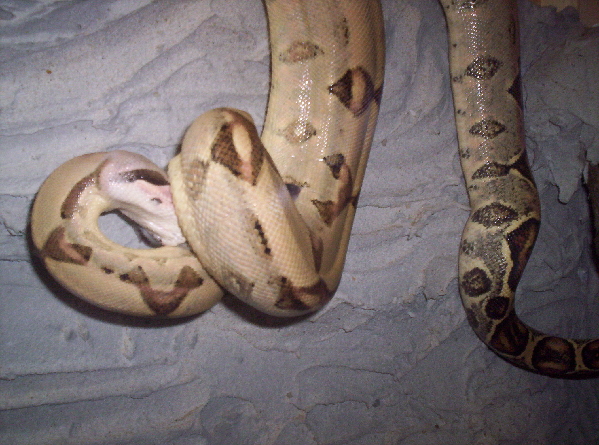  Boa Constrictor Constrictor ID = 