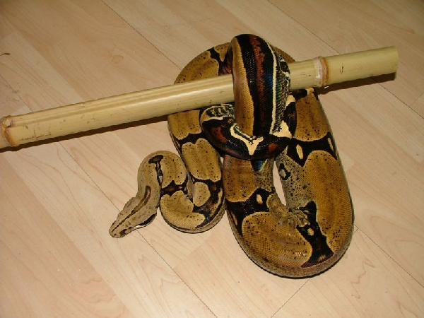  Boa constrictor constrictor Peru ID = 