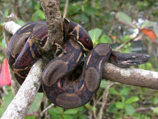  Boa Constrictor ID = 