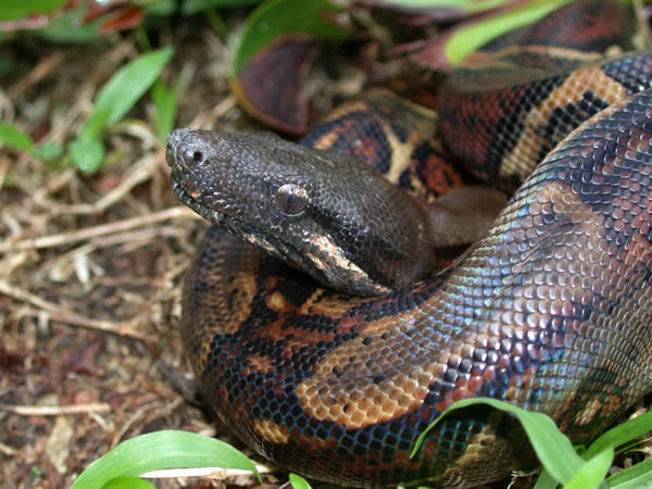  Boa Constrictor ID = 