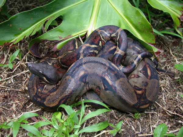  Boa Constrictor ID = 