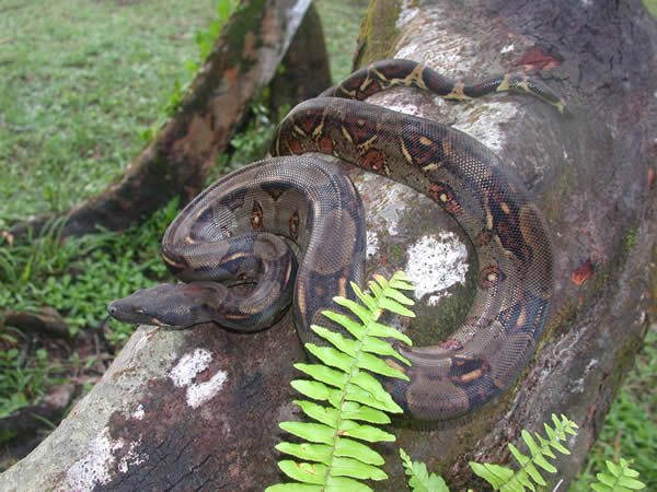  Boa Constrictor ID = 