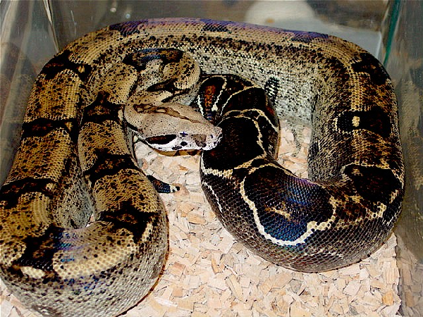  Boa Constrictor Patternless boa's ID = 