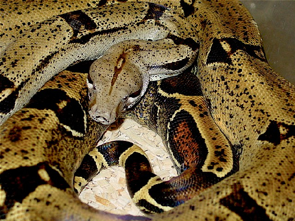  Boa Constrictor Patternless boa's ID = 